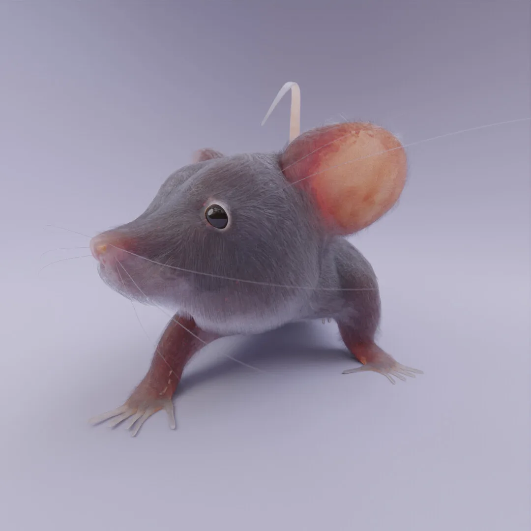 The mouse from the side, tail curled